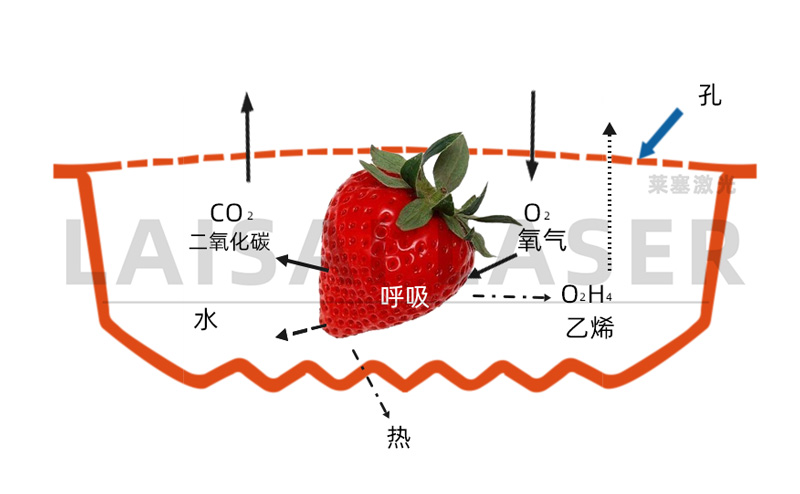 激光打孔??氣調(diào)果蔬保鮮包裝運(yùn)用方案(圖3)